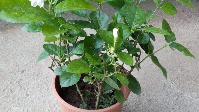 室内养茉莉花是否适合（详细说明在室内养茉莉花的注意事项和养殖技巧）