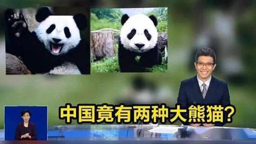 大熊猫最害怕什么（揭秘大熊猫最害怕的事物与行为）