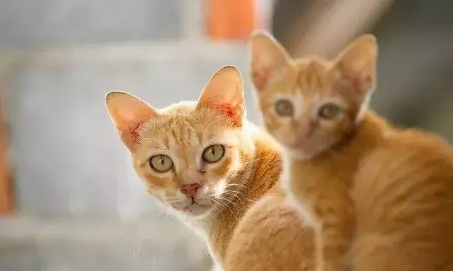 中华田园猫有哪些品种（中华田园猫是什么品种的猫）