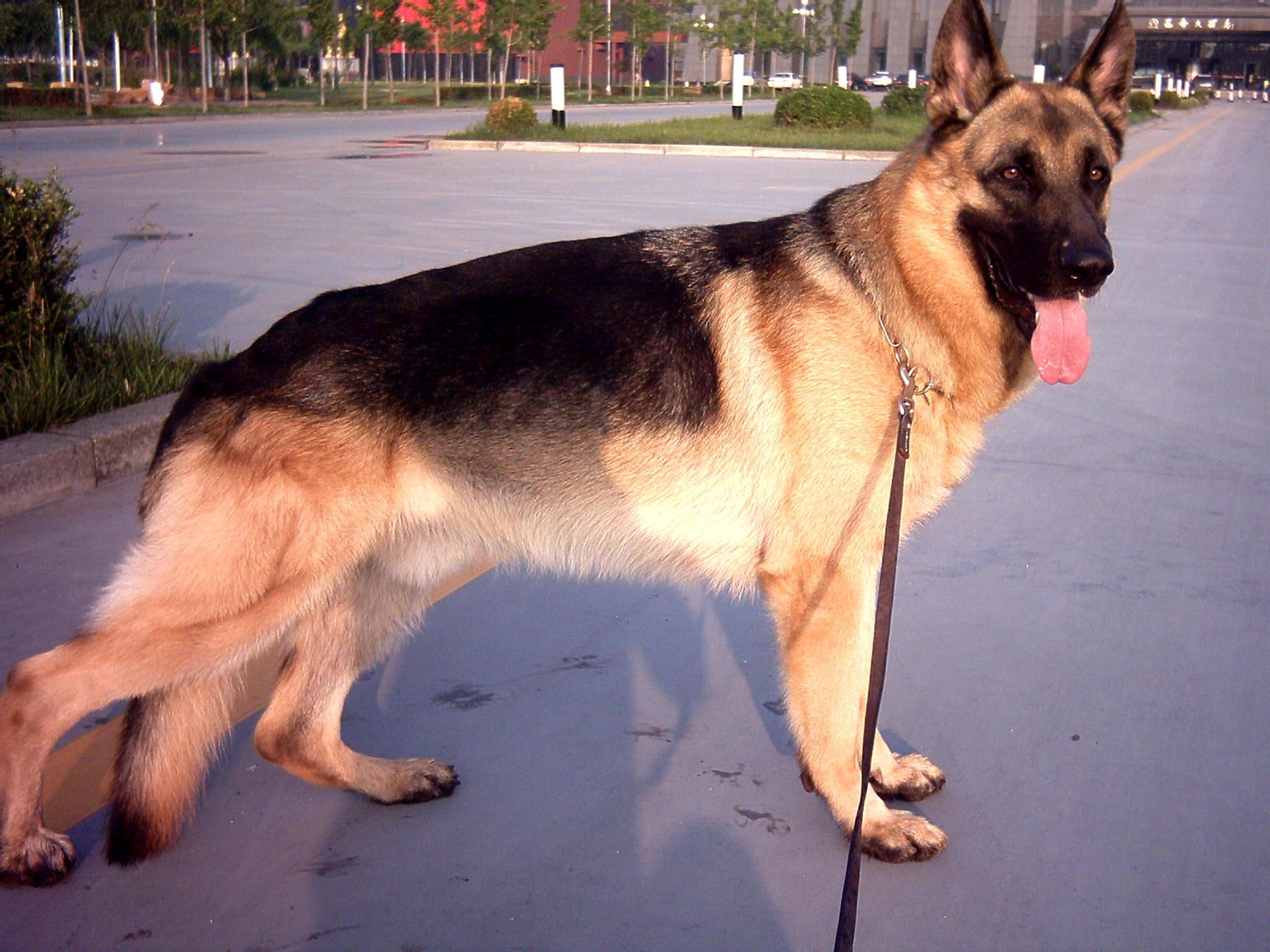 高加索犬多少钱一只（高加索幼犬一般卖多少钱）