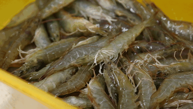 海边钓鱼用啥饵料（海边钓鱼沉底好还是浮钓好）