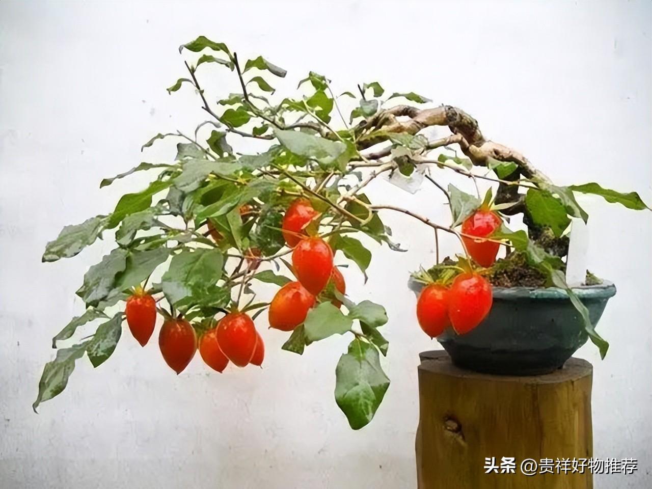 室内十大吉利绿植花卉（十种旺财又旺宅的植物和花摆）