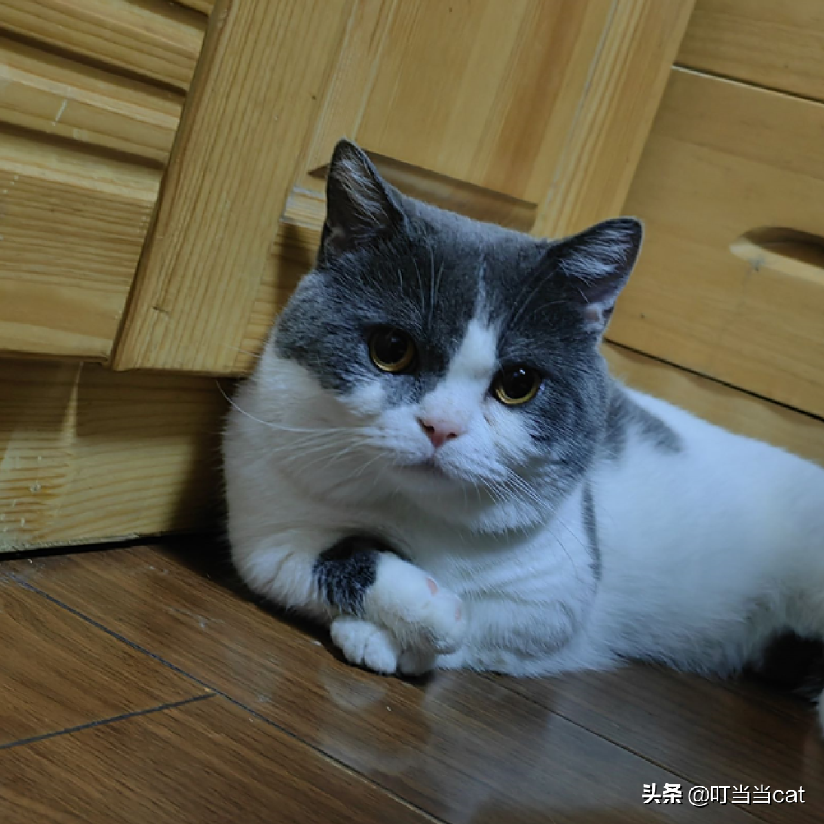 猫不能吃那些零食（猫不能吃零食罐头吗）
