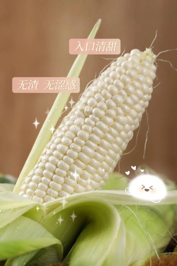 牛奶玉米是转基因吗（牛奶玉米生吃还是熟吃）