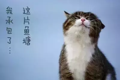 小猫吃鱼会被鱼刺卡吗（猫被鱼刺卡了能自愈吗）