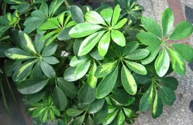 七叶莲的养殖方法（七叶莲的养殖方法和注意事项）