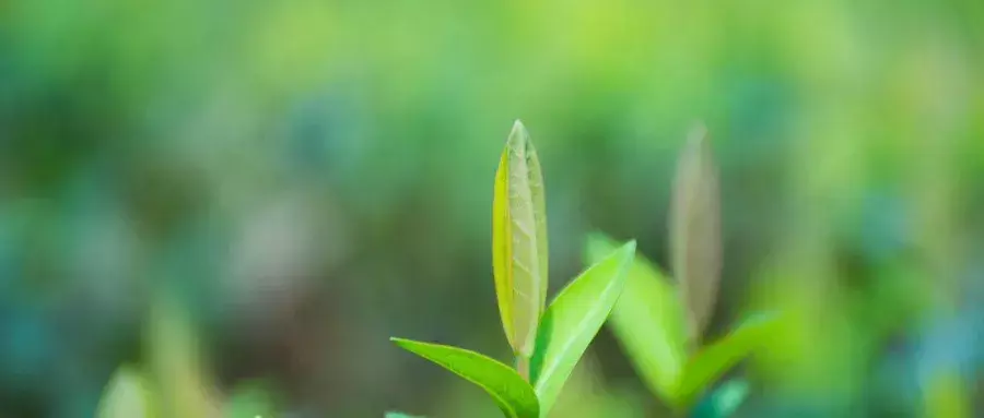 蚊香对孕妇有没有影响（听说孕妇不能用蚊香，会影响胎儿）
