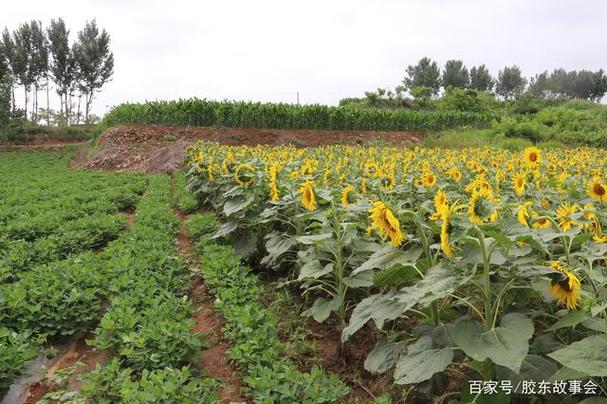 农村种植品种有哪些（介绍农村常见的种植品种及其特点）