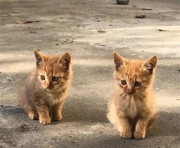 猫上门为什么不能赶走（为什么不能将猫赶走）
