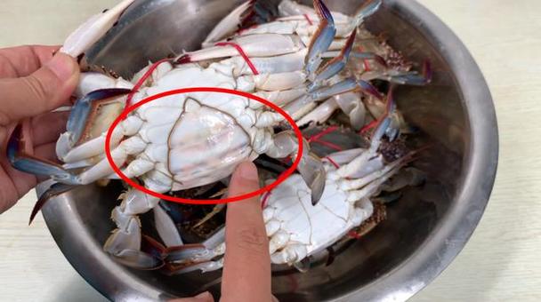 螃蟹可以冷冻保存吗(食材保鲜技巧：螃蟹的冷冻储存方法)