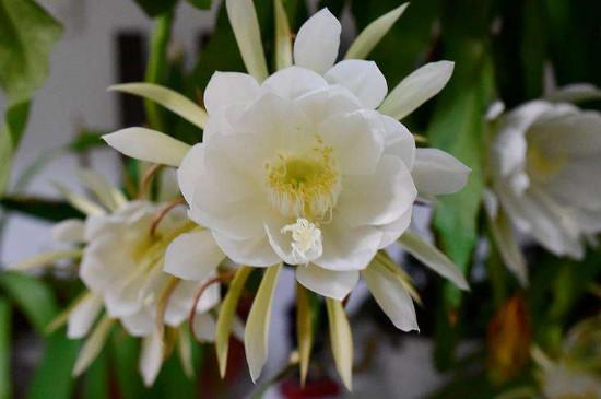 昙花的养殖方法和养护技巧（家居绿植新手养护指南）