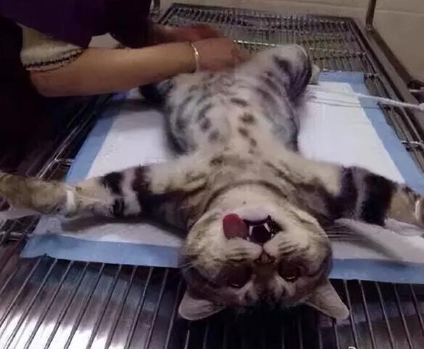 母猫绝育后性格会变吗（母猫绝育对性格的影响）
