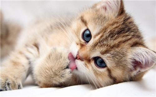 新手养猫注意事项（养猫初学者需要注意的事项和建议）