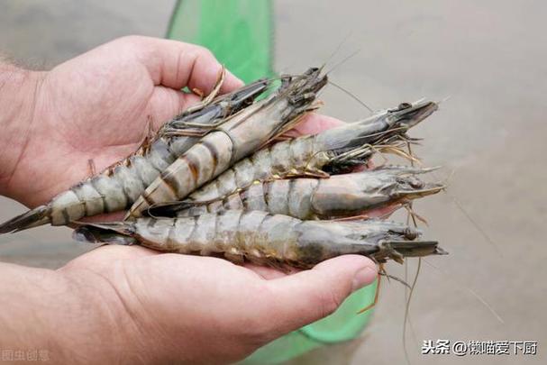 保存鲜虾最新鲜的方法（告诉你如何储存鲜虾以保持其最佳状态）