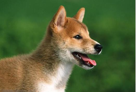 中华田园犬寿命（因遗传、饮食等因素而异）
