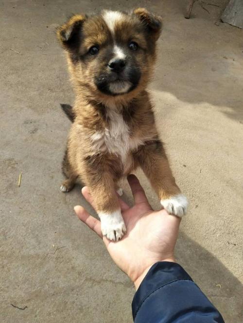 土狗适合当宠物犬养吗（分析土狗作为宠物犬的适应性与养护要点）