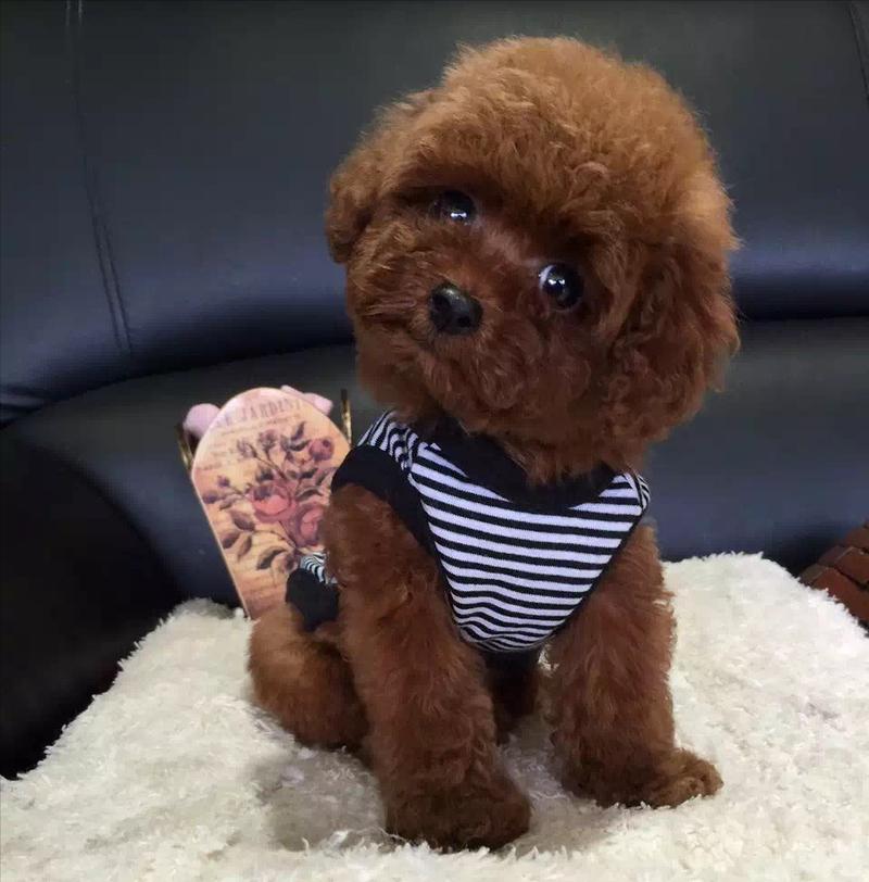 养泰迪的女性为何被禁忌 (泰迪犬女性化形象探究)