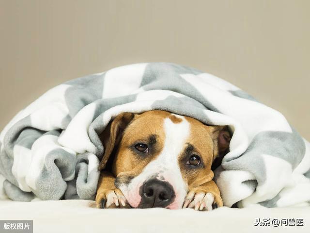 狗狗感冒自我恢复能力(宠物健康常识解读)