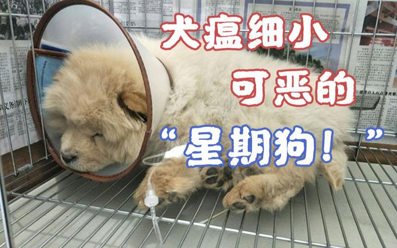 多大的狗就不怕犬瘟了（哪些因素影响疾病抵抗力）