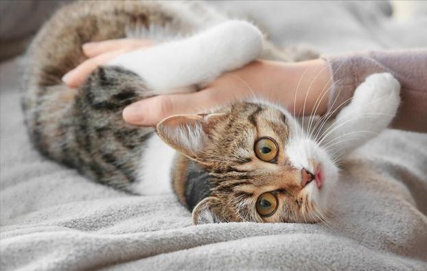 猫咪睡觉抽搐 (解释猫咪睡觉时抽搐颤抖的可能原因)
