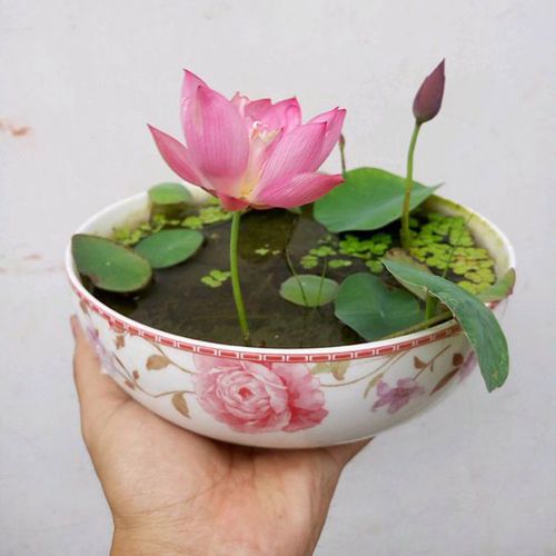为何不适合在家养碗莲（家里不适合养碗莲的原因）