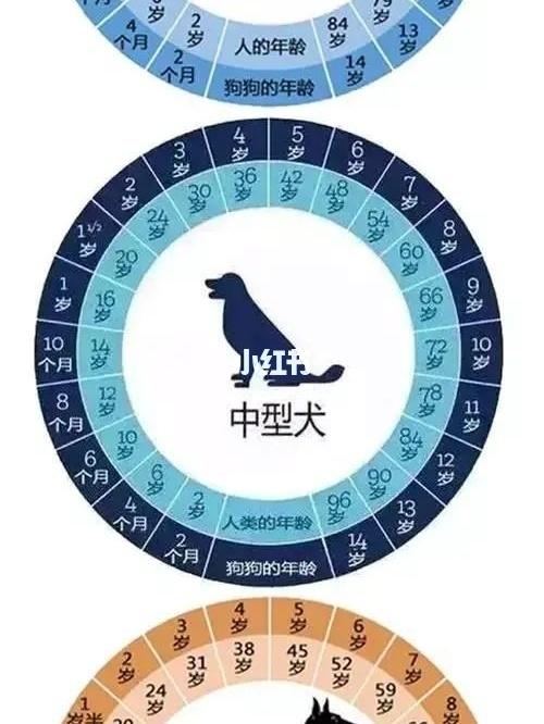 如何判断狗狗的年龄(初识狗狗，从年龄开始)