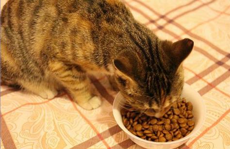 人可以食用猫粮吗 (探讨人是否可以食用猫粮)