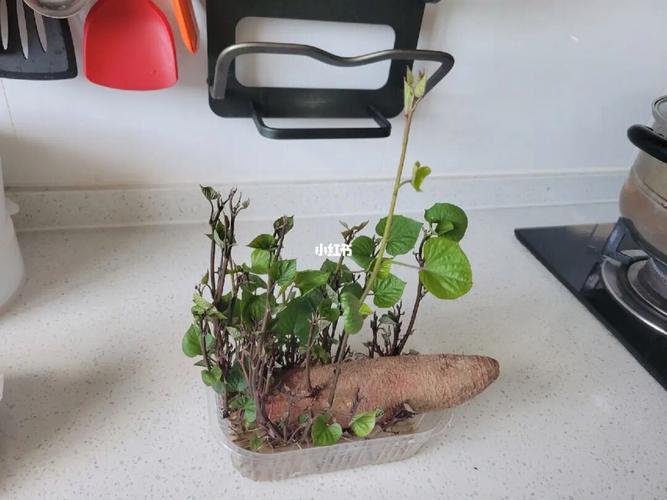 山芋发芽了还能吃吗（山芋发芽后是否安全食用的解答）