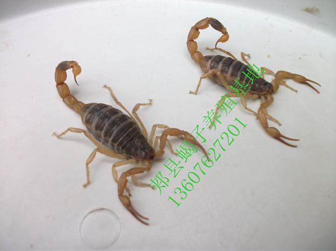 女性食用蝎子的潜在利益(食疗保健的新选择)